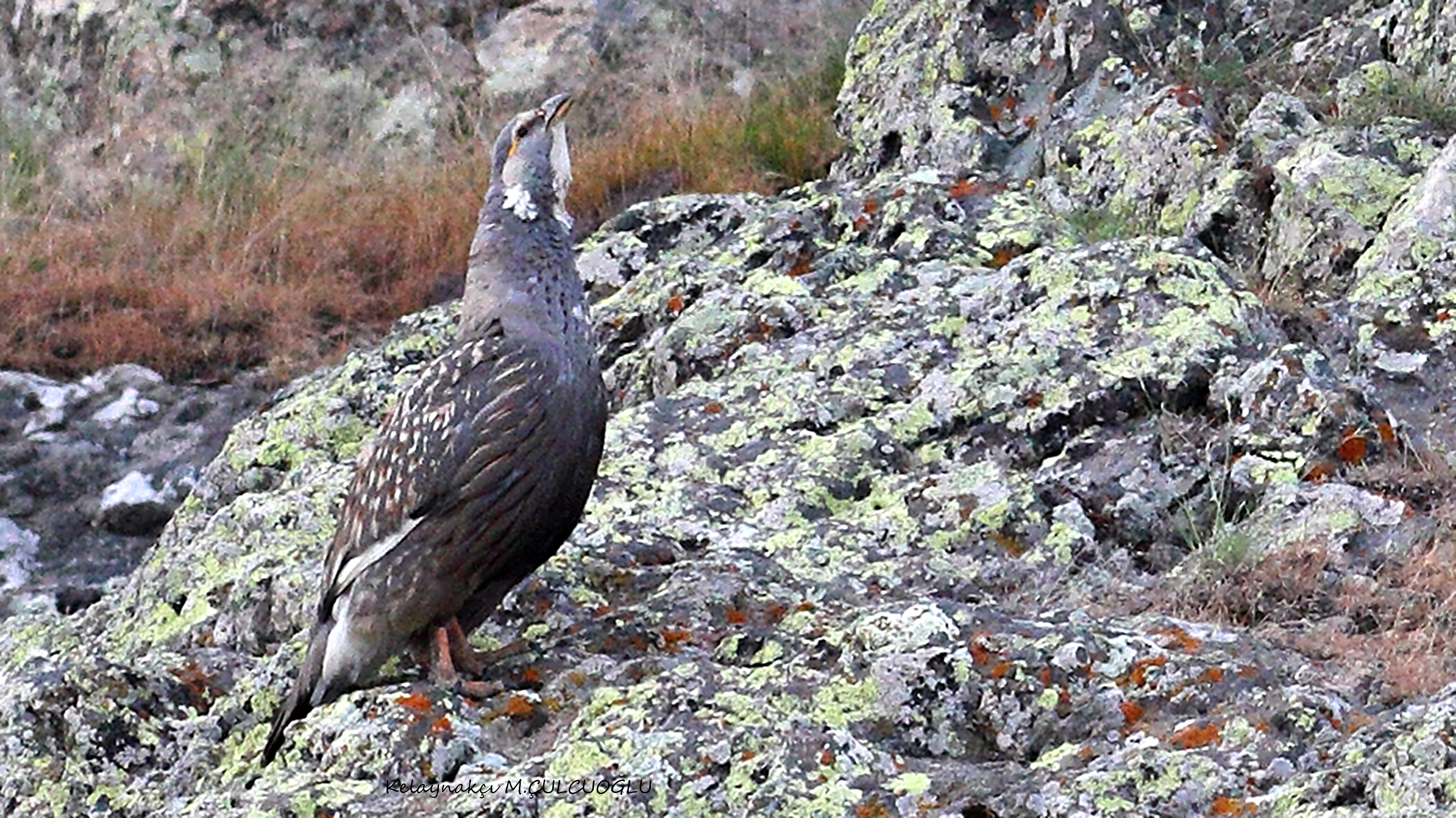 Caspian Snowcock